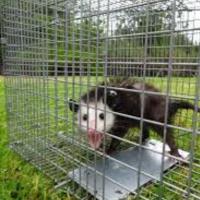 Mick’s Possum Removal Hobart image 6